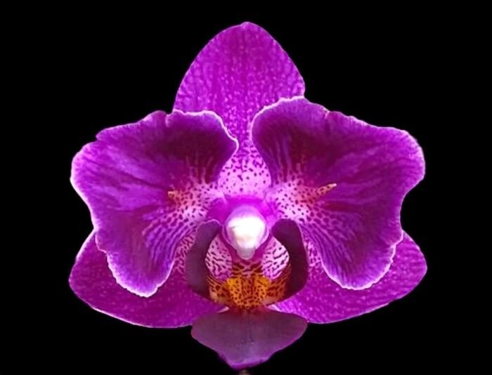Phalaenopsis Sogo Yenlin 'Coffee’ (variegata & 2 eyes) (2.5" pot) - Image 2