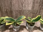 Phalaenopsis Sogo Yenlin 'Coffee’ (variegata & 2 eyes) (2.5" pot) - Image 4