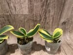 Phalaenopsis Sogo Yenlin 'Coffee’ (variegata & 2 eyes) (2.5" pot) - Image 3