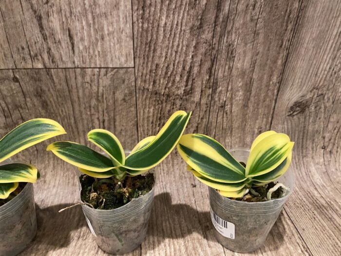 Phalaenopsis Sogo Yenlin 'Coffee’ (variegata & 2 eyes) (2.5" pot) - Image 3