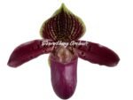 In Spike Paph. Hamana Samson '#5' × Paph. Hagrid's Mark 'Star War' (3.5” pot) - Image 3
