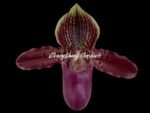 In Spike Paph. Hamana Samson '#5' × Paph. Hagrid's Mark 'Star War' (3.5” pot)