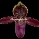 In Spike Paph. Hamana Samson '#5' × Paph. Hagrid's Mark 'Star War' (3.5” pot)