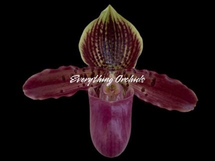 In Spike Paph. Hamana Samson '#5' × Paph. Hagrid's Mark 'Star War' (3.5” pot)