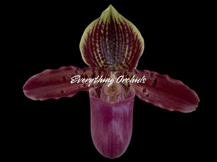In Spike Paph. Hamana Samson '#5' × Paph. Hagrid's Mark 'Star War' (3.5” pot) - Image 1