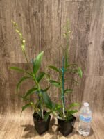 In Spikes Dendrobium Kitty Pink (3.5” pot) - Image 7