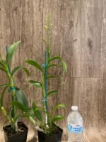 In Spikes Dendrobium Kitty Pink (3.5” pot) - Image 9