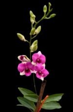In Spikes Dendrobium Kitty Pink (3.5” pot) - Image 5
