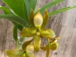 In Spike Cycnoches herrenhusanum 'Golden Shower' AM/AOS (2” pot) - Image 3