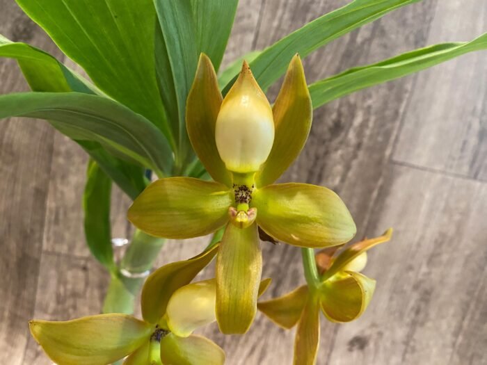 In Spike Cycnoches  herrenhusanum 'Golden Shower' AM/AOS (2” pot) - Image 3