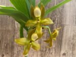 In Spike Cycnoches herrenhusanum 'Golden Shower' AM/AOS (2” pot) - Image 4