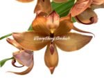In Spike Cycnoches Jumbo Cooper (warscewiczii x cooperi 'Copper') (2” pot) - Image 2