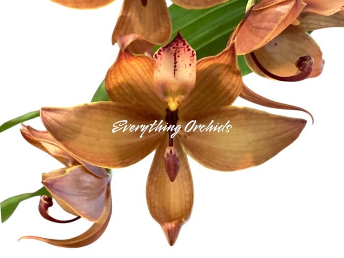 In Spike Cycnoches Jumbo Cooper (warscewiczii x cooperi 'Copper') (2” pot) - Image 2