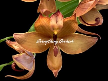 Cycnoches Jumbo Cooper (warscewiczii x cooperi 'Copper')