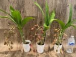 In Spike Cycnoches Jumbo Cooper (warscewiczii x cooperi 'Copper') (2” pot) - Image 7