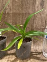 Rare Phrag. Anthony Omeis × Phrag. kovachi (4" pot) - Image 4