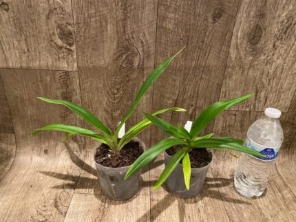 Rare Phrag. Anthony Omeis × Phrag. kovachi
