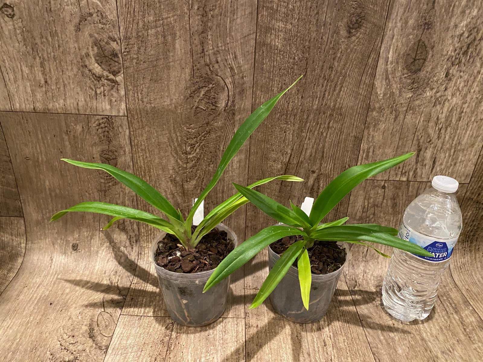 Rare Phrag. Anthony Omeis × Phrag. kovachi Rare Phrag. Anthony Omeis × Phrag. kovachi