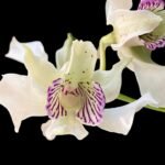 Den. Royal Chip 'White Snow' × Den. Nora Tokunaga