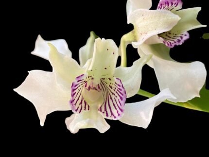 Den. Royal Chip 'White Snow' × Den. Nora Tokunaga