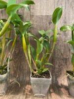 Den. Royal Chip 'White Snow' × Den. Nora Tokunaga (3.5”  pot) - Image 7