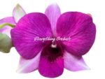 Dendrobium Kitty Pink