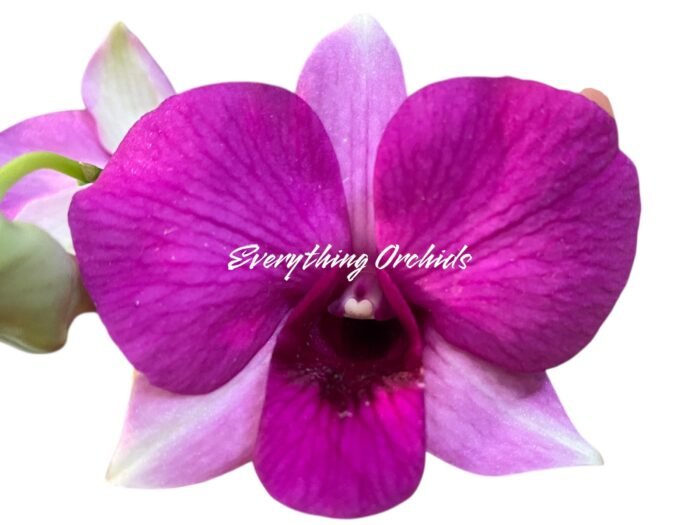 Dendrobium Kitty Pink