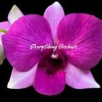 Dendrobium Kitty Pink