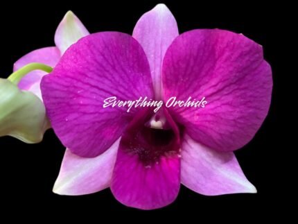 Dendrobium Kitty Pink