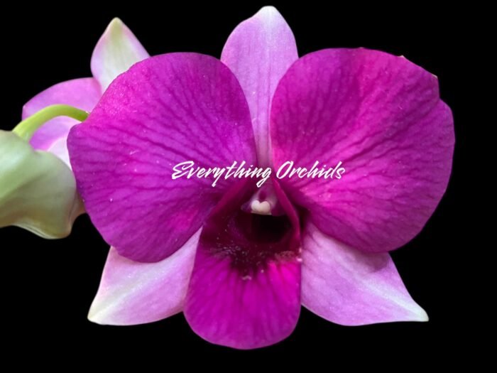 Dendrobium Kitty Pink