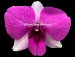 Dendrobium Kitty Pink (3.5” pot) - Image 2