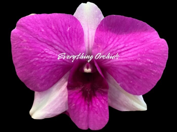 Dendrobium Kitty Pink (3.5” pot) - Image 2