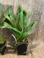 Brassia Aunty Diana Aki (Brs. caudata alba x Edvah Loo) (3.5” pot) - Image 4