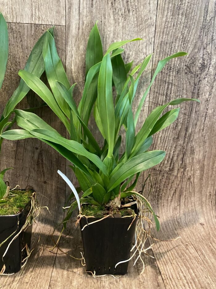 Brassia Aunty Diana Aki (Brs. caudata alba x Edvah Loo) (3.5” pot) - Image 4