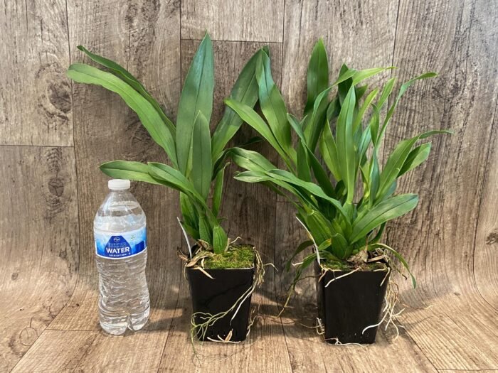 Brassia Aunty Diana Aki (Brs. caudata alba x Edvah Loo) (3.5” pot) - Image 2