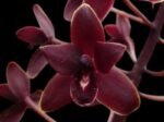 Cymbidium Little Black Sambo 'Black Magic'
