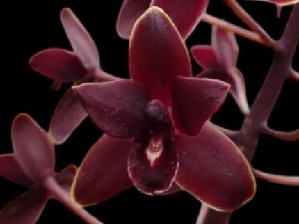 Cymbidium Little Black Sambo 'Black Magic'
