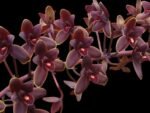 Cymbidium Little Black Sambo 'Black Magic' (4” Pot) - Image 2