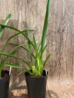 Cymbidium Little Black Sambo 'Black Magic' (4” Pot) - Image 7
