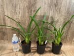 Cymbidium Little Black Sambo 'Black Magic' (4” Pot) - Image 4