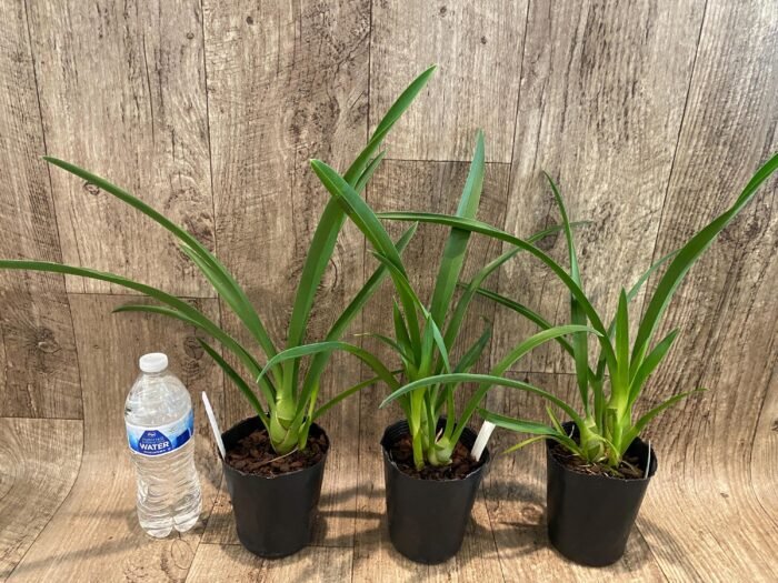 Cymbidium Little Black Sambo 'Black Magic' (4” Pot) - Image 4