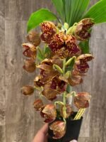 Double Spikes Cycnoches The Grinch 'Big Spot' Cyc herrenhusanum 'Golden Shower' AM/AOS Rare Color (2.5” pot) - Image 3