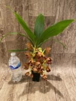 Double Spikes Cycnoches The Grinch 'Big Spot' Cyc herrenhusanum 'Golden Shower' AM/AOS Rare Color (2.5” pot) - Image 6