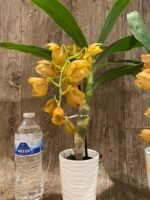 In Spike Cycnoches The Grinch 'Big Spot' Cyc herrenhusanum 'Golden Shower' AM/AOS (2.5” pot) - Image 8