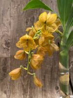 In Spike Cycnoches The Grinch 'Big Spot' Cyc herrenhusanum 'Golden Shower' AM/AOS (2.5” pot) - Image 4
