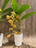 In Spike Cycnoches The Grinch 'Big Spot' Cyc herrenhusanum 'Golden Shower' AM/AOS (2.5” pot) - Image 7