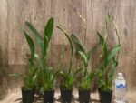 In Spike Beallara Marfitch ‘Howard’s Dream’ AM/AOS (3.5” Pot) - Image 2