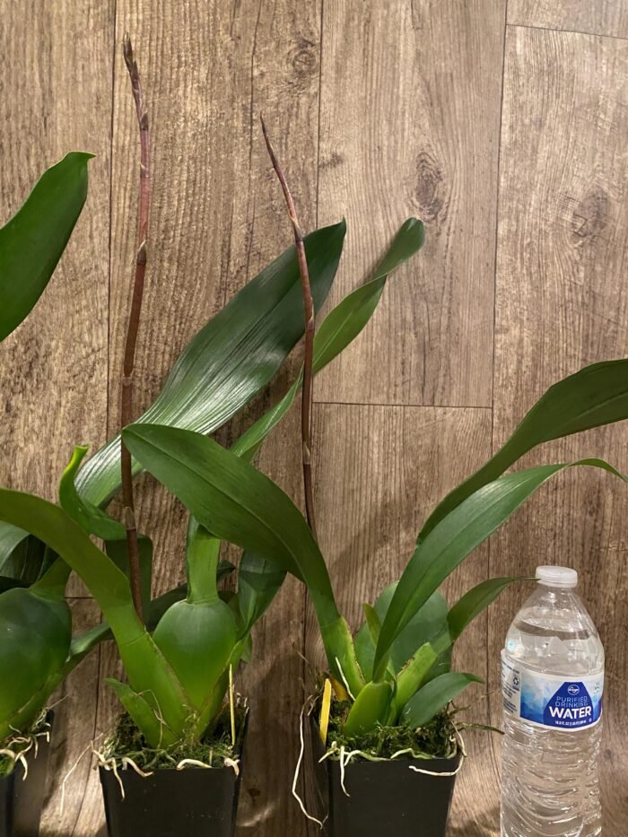 IN SPIKE DeGarmoara Pinot Princess 'Scary' (3.5" pot) - Image 6