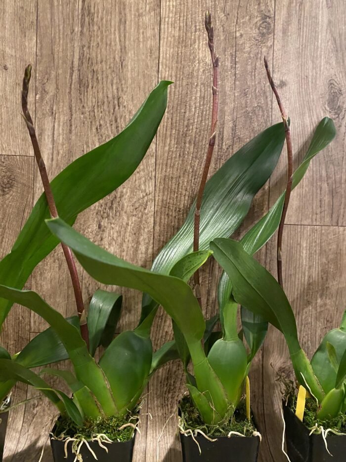 IN SPIKE DeGarmoara Pinot Princess 'Scary' (3.5" pot) - Image 7