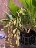 In Spike Cycnoches The Grinch 'Big Spot' × Cyc. herrenhusanum 'Golden Shower' AM/AOS (2.5” pot) - Image 8